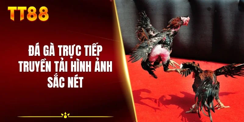 Đá gà trực tiếp truyền tải hình ảnh sắc nét
