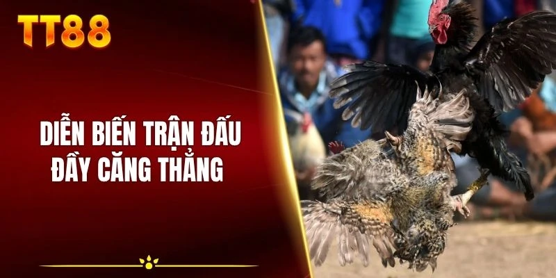 Diễn biến đầy căng thẳng của trận gà tỷ 8