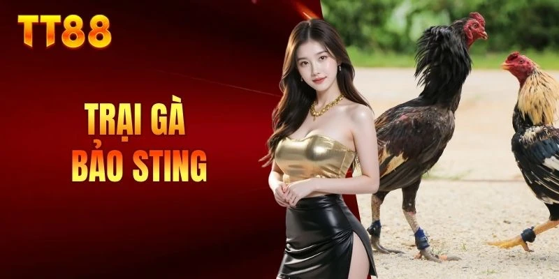 trại gà Bảo Sting