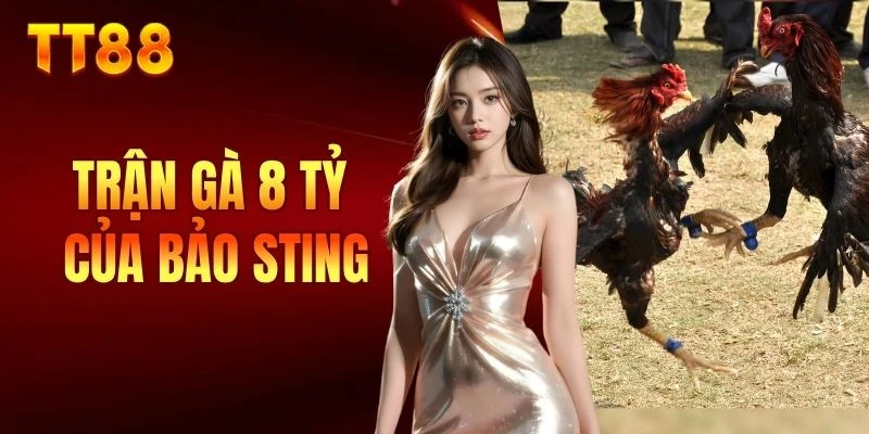 trận gà 8 tỷ của Bảo Sting